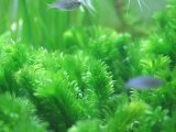 画像: 大量植えに！　アナカリス（金魚藻）　５０本１束