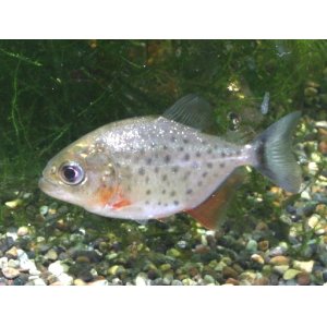 画像: ピラニアと言えばこの魚！　ピラニア・ナッテリー　５匹（４匹＋補償１匹）