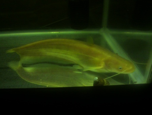 画像: ［お知らせです］　黄金の琵琶湖大鯰が入荷します！