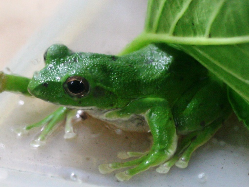 画像3: [完売です]　日本固有種。緑色がかわいいです！　モリアオガエル♂