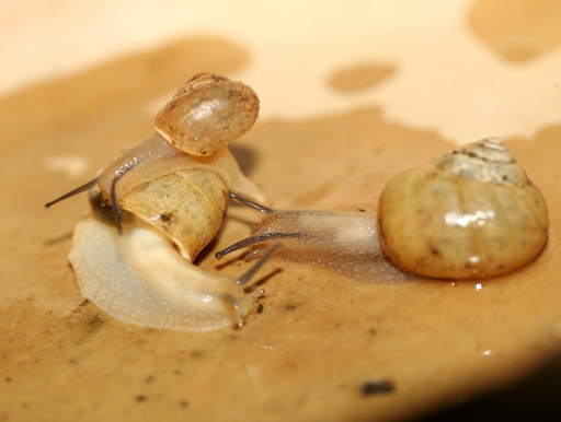 画像2: [完売です]　貝殻が薄いのが特徴です！　オキナワウスカワマイマイ