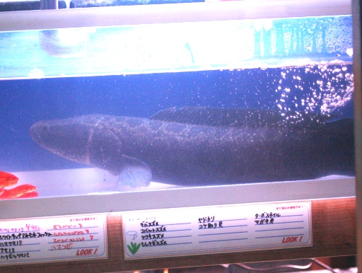 完売です 今年も来ました でかいやつ 新潟産ｂｉｇライギョ 雷魚 カムルチー 70cm ｑ ｂｅ きゅ ぶ