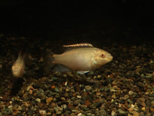 画像1: 幻想的な魚です！　アルビノプルケール　5匹セット