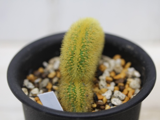 14綴化サボテン・黄金紐・鉢付 Cleistocactus winteri - その他