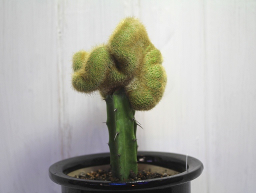 画像2: 突然変異個体！　[サボテン][柱]　金晃丸・綴化（接木）    Eriocactus leninghausii