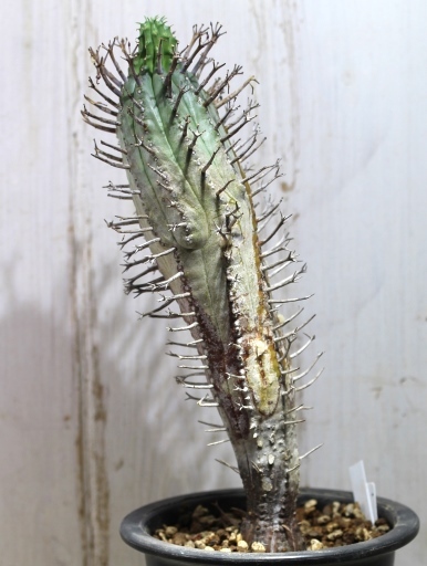 画像4: 塊根できてます！　枝が特徴的な湾曲してる個体！　[多肉][トウダイグサ科][ユーフォルビア][球状タイプ]　スーパーバリダ25cm♀　Euphorbia　valida #308