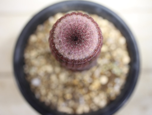 画像1: 大きめです！  [サボテン][花サボテン][エビ][エキノケレウス]　太陽　Echinocereus pectinatus var. rigidissimus    