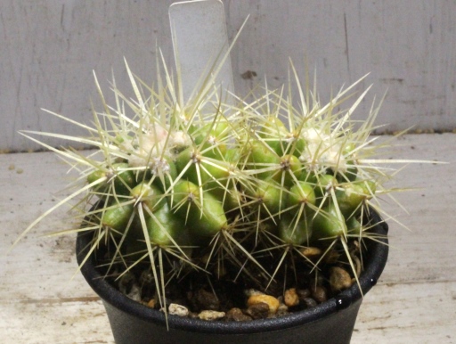 画像2: 超有名種！　[サボテン][強刺][エキノカクタス]　金鯱（２頭立て）　Echinocactus　grusonii　#080-02