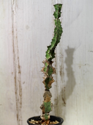 画像3: 模様がキレイ！　[多肉][トウダイグサ科][ユーフォルビア][柱状タイプ]　春駒　Euphorbia pseudocactus　＃881-05