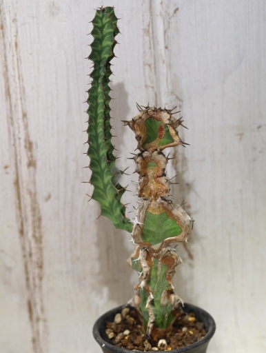 画像3: 模様がキレイ！　[多肉][トウダイグサ科][ユーフォルビア][柱状タイプ]　春駒　Euphorbia pseudocactus　＃881-03    