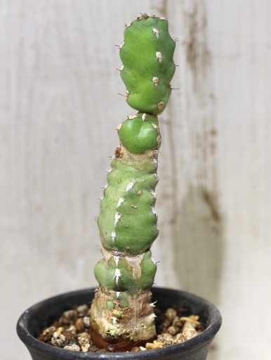 画像2: 四角い柱状の幹が群生します！　[多肉][トウダイグサ科][ユーフォルビア][柱状タイプ]　マカレンシス　Euphorbia makallensis　#148-01