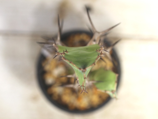 画像4: 木化したところが多いですが元気です！　[多肉][トウダイグサ科][ユーフォルビア][柱状タイプ]　オオマトイ Euphorbia triangularis　（その２）    