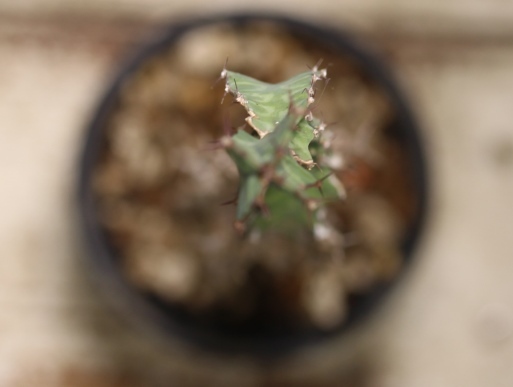 画像4: 模様がキレイ！　[多肉][トウダイグサ科][ユーフォルビア][柱状タイプ]　春駒　Euphorbia pseudocactus　＃881-05