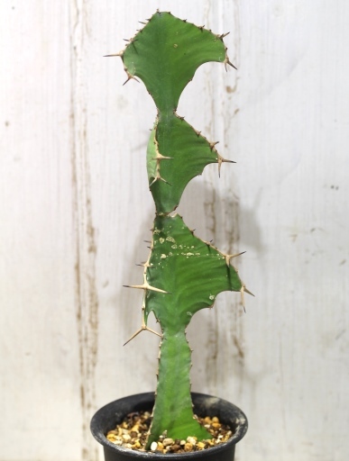 画像2: 　トゲトゲが強烈です！　[多肉][トウダイグサ科][ユーフォルビア][柱状タイプ]　オオマトイ Euphorbia triangularis　＃2088-01    