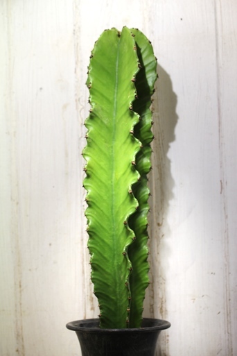 画像3: 大きめきました！　[多肉][トウダイグサ科][ユーフォルビア][柱状タイプ]　Ｅ．アマック／大戟閣（だいげきかく）　Euphorbia ammak　　＃2086-01