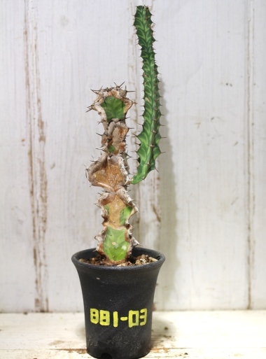 画像1: 模様がキレイ！　[多肉][トウダイグサ科][ユーフォルビア][柱状タイプ]　春駒　Euphorbia pseudocactus　＃881-03    