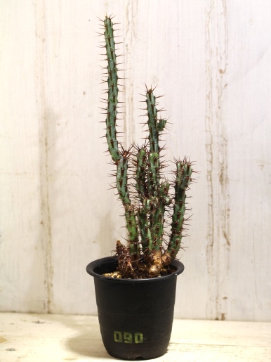 画像1: 大きめ！　[多肉][トウダイグサ科][ユーフォルビア][柱状タイプ]　アエルギノーサ　Euphorbia aeruginosa　#090