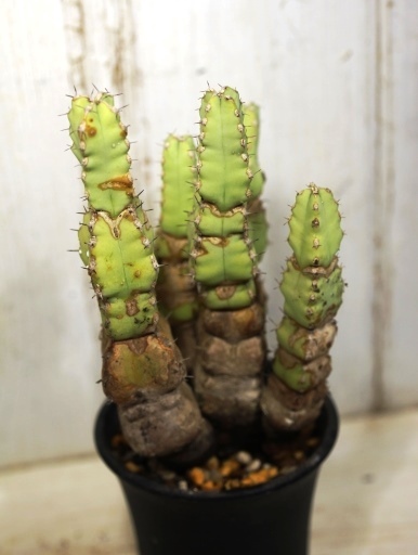 画像3: 四角い柱状の幹が群生します！　[多肉][トウダイグサ科][ユーフォルビア][柱状タイプ]　マカレンシス　Euphorbia makallensis　#1890-03