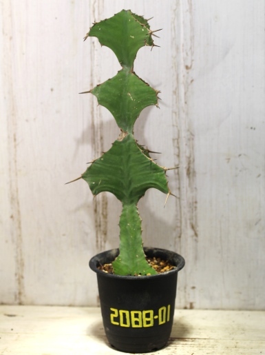 画像1: 　トゲトゲが強烈です！　[多肉][トウダイグサ科][ユーフォルビア][柱状タイプ]　オオマトイ Euphorbia triangularis　＃2088-01    