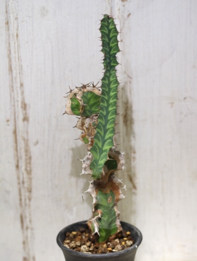 画像2: 模様がキレイ！　[多肉][トウダイグサ科][ユーフォルビア][柱状タイプ]　春駒　Euphorbia pseudocactus　＃881-03    