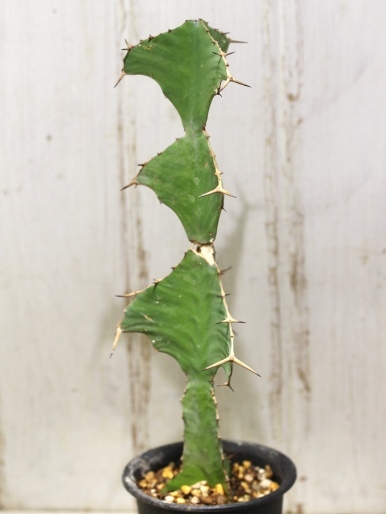 画像4: 　トゲトゲが強烈です！　[多肉][トウダイグサ科][ユーフォルビア][柱状タイプ]　オオマトイ Euphorbia triangularis　＃2088-01    
