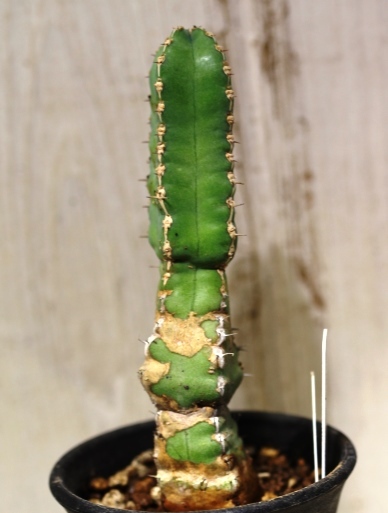 画像2: 四角い柱状の幹が群生します！　[多肉][トウダイグサ科][ユーフォルビア][柱状タイプ]　マカレンシス　Euphorbia makallensis　#148-02