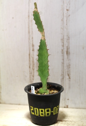 画像1: 　トゲトゲが強烈です！　[多肉][トウダイグサ科][ユーフォルビア][柱状タイプ]　オオマトイ Euphorbia triangularis　＃2088-02