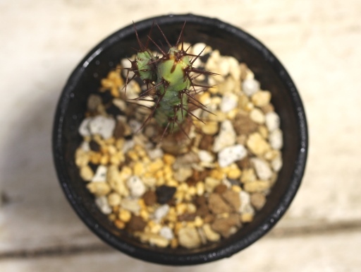 画像3: 小さめでお買い得！　[多肉][トウダイグサ科][ユーフォルビア][柱状タイプ]　アエルギノーサ　Euphorbia aeruginosa　#047-02