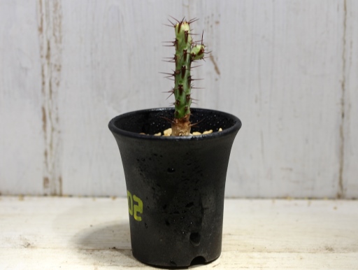画像2: 小さめでお買い得！　[多肉][トウダイグサ科][ユーフォルビア][柱状タイプ]　アエルギノーサ　Euphorbia aeruginosa　#047-02