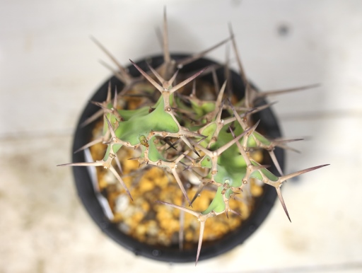 画像3: トゲトゲが強烈です！　[多肉][トウダイグサ科][ユーフォルビア][柱状タイプ]　オオマトイ Euphorbia triangularis　（その１）    ）    