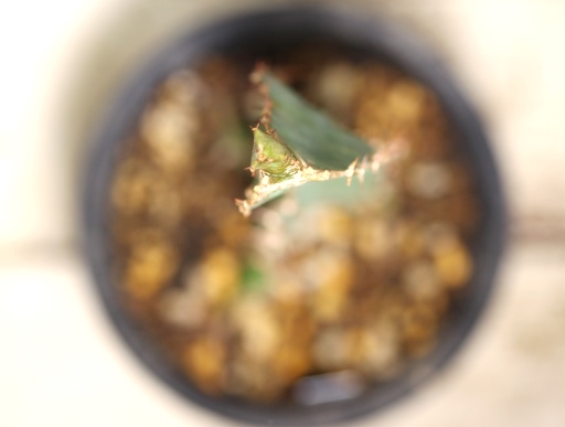 画像4: 　トゲトゲが強烈です！　[多肉][トウダイグサ科][ユーフォルビア][柱状タイプ]　オオマトイ Euphorbia triangularis　＃2088-02