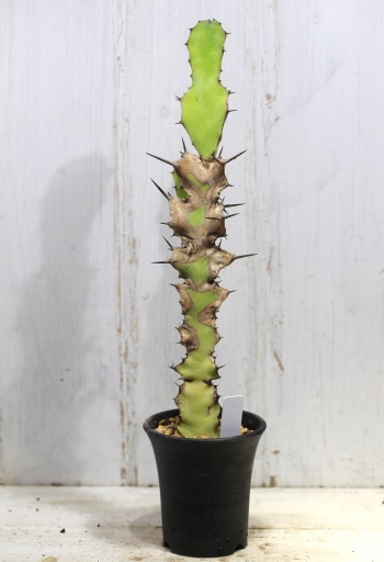 画像2: 木化したところが多いですが元気です！　[多肉][トウダイグサ科][ユーフォルビア][柱状タイプ]　オオマトイ Euphorbia triangularis　（その２）    