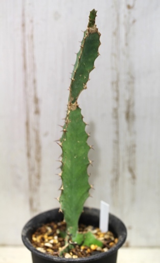 画像3: 　トゲトゲが強烈です！　[多肉][トウダイグサ科][ユーフォルビア][柱状タイプ]　オオマトイ Euphorbia triangularis　＃2088-02