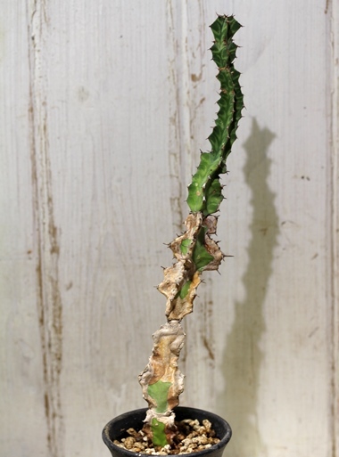 画像2: 模様がキレイ！　[多肉][トウダイグサ科][ユーフォルビア][柱状タイプ]　春駒　Euphorbia pseudocactus　＃881-05