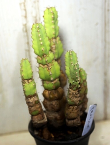 画像4: 四角い柱状の幹が群生します！　[多肉][トウダイグサ科][ユーフォルビア][柱状タイプ]　マカレンシス　Euphorbia makallensis　#1890-03