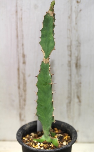 画像2: 　トゲトゲが強烈です！　[多肉][トウダイグサ科][ユーフォルビア][柱状タイプ]　オオマトイ Euphorbia triangularis　＃2088-02