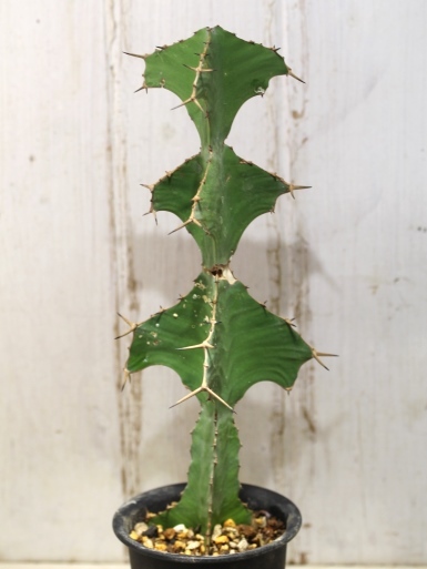 画像3: 　トゲトゲが強烈です！　[多肉][トウダイグサ科][ユーフォルビア][柱状タイプ]　オオマトイ Euphorbia triangularis　＃2088-01    