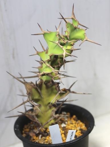 画像2: トゲトゲが強烈です！　[多肉][トウダイグサ科][ユーフォルビア][柱状タイプ]　オオマトイ Euphorbia triangularis　（その１）    ）    