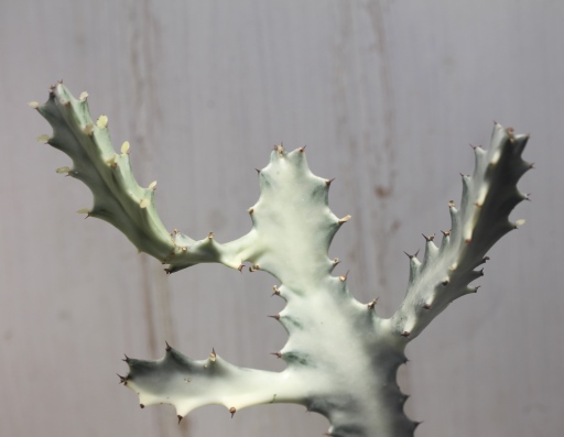 画像1: 白い幽霊！　[多肉][トウダイグサ科][ユーフォルビア][柱状タイプ]　ユーフォルビア・ラクティア ”ホワイト・ゴースト”. Euphorubia lactea variegata ”White Ghost”　#102-01    