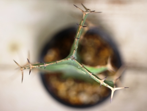画像5: 　トゲトゲが強烈です！　[多肉][トウダイグサ科][ユーフォルビア][柱状タイプ]　オオマトイ Euphorbia triangularis　＃2088-01    
