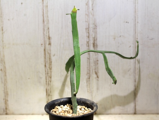 画像3: ペラペラ系！　[多肉][トウダイグサ科][ユーフォルビア][緑枝類]　硬葉キリン（ヘラサンゴ）Euphorbia xylophylloides　＃890-01