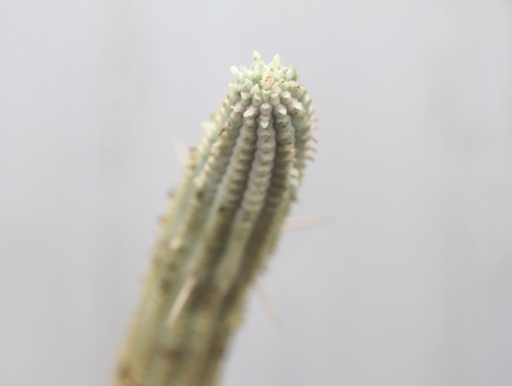 画像2: 長いの来ました！　[多肉][トウダイグサ科][ユーフォルビア][柱状タイプ]　白樺キリン　L　＃001　　Euphorbia mammillaris cv.'Variegata'    