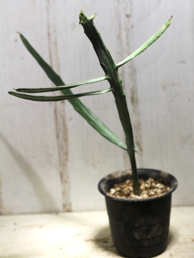 画像3: ペラペラ系！　[多肉][トウダイグサ科][ユーフォルビア][緑枝類]　硬葉キリン（ヘラサンゴ）Euphorbia xylophylloides　＃890-06    
