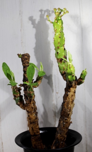 画像2: これもつるっとモコモコした感じです！　[多肉][トウダイグサ科][ユーフォルビア][柱状タイプ]　キリン冠　Euphorbia grandicornis    