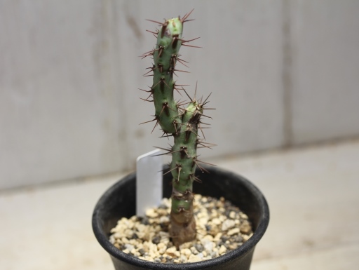 画像2: 小さめでお買い得！　[多肉][トウダイグサ科][ユーフォルビア][柱状タイプ]　アエルギノーサ　Euphorbia aeruginosa #047-01
