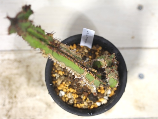 画像2: 大きめサイズ！　[多肉][トウダイグサ科][ユーフォルビア][柱状タイプ]　レストリクタ　Euphorbia restricta　その１
