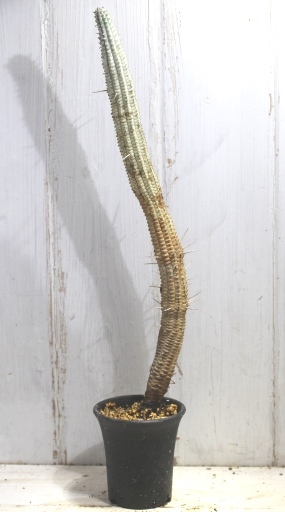 画像1: 長いの来ました！　[多肉][トウダイグサ科][ユーフォルビア][柱状タイプ]　白樺キリン　L　＃052-03　　Euphorbia mammillaris cv.'Variegata'    