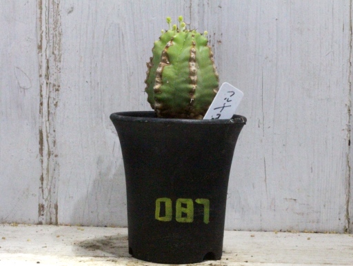 画像1: 動き始めました！　[多肉][トウダイグサ科][ユーフォルビア][柱状タイプ]　フルチコーサ（閃紅閣・閃光閣）　Euphorbia　fruticosa　#087    