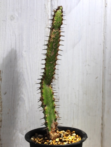 画像2: あまり見かけない種類です！　[多肉][トウダイグサ科][ユーフォルビア][柱状タイプ]　セククニエンシス　Euphorbia sekukuniensis　#01    