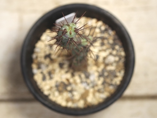 画像3: 小さめでお買い得！　[多肉][トウダイグサ科][ユーフォルビア][柱状タイプ]　アエルギノーサ　Euphorbia aeruginosa #047-01